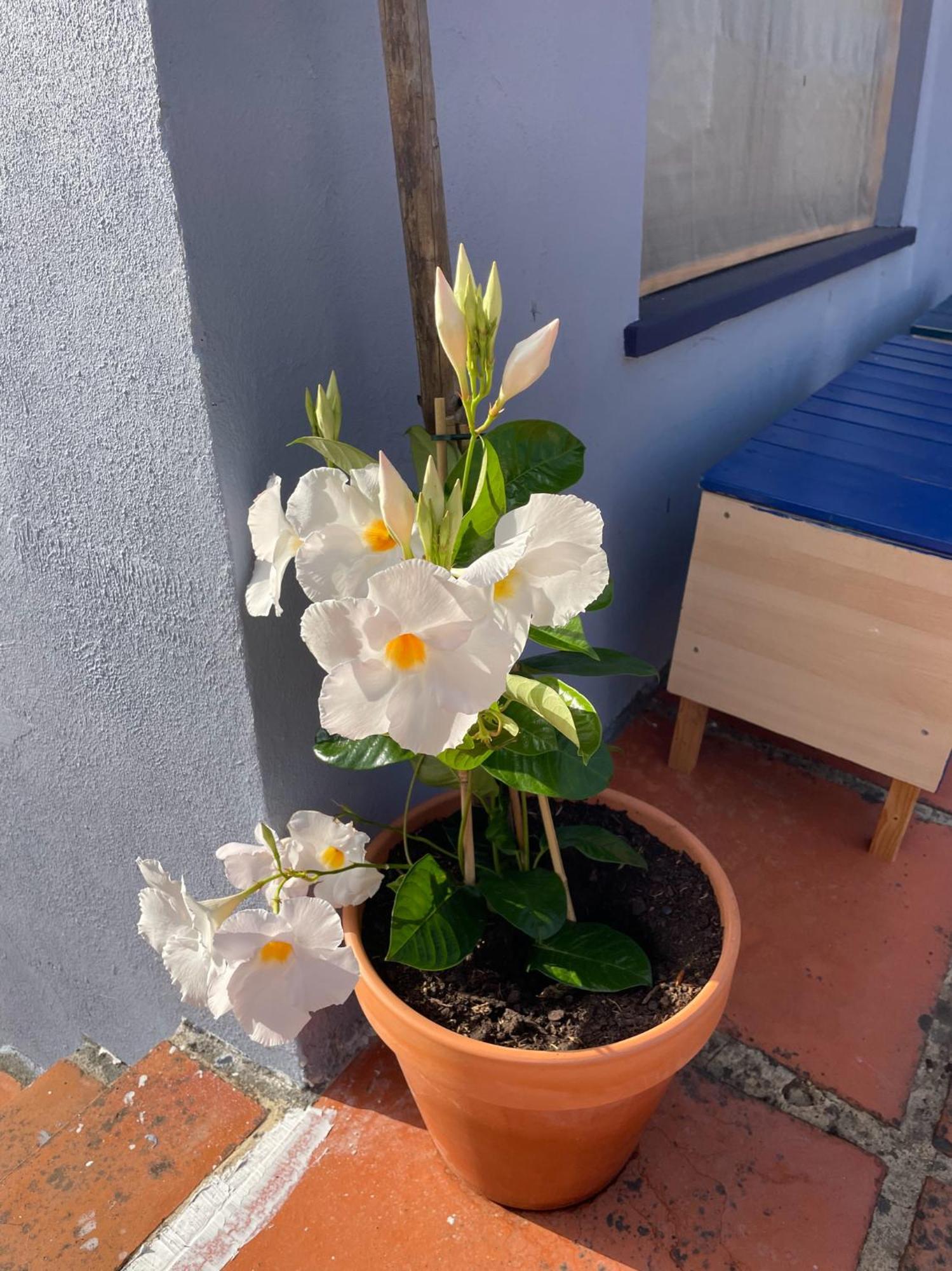 雷镇Quinta Do Eco公寓 外观 照片