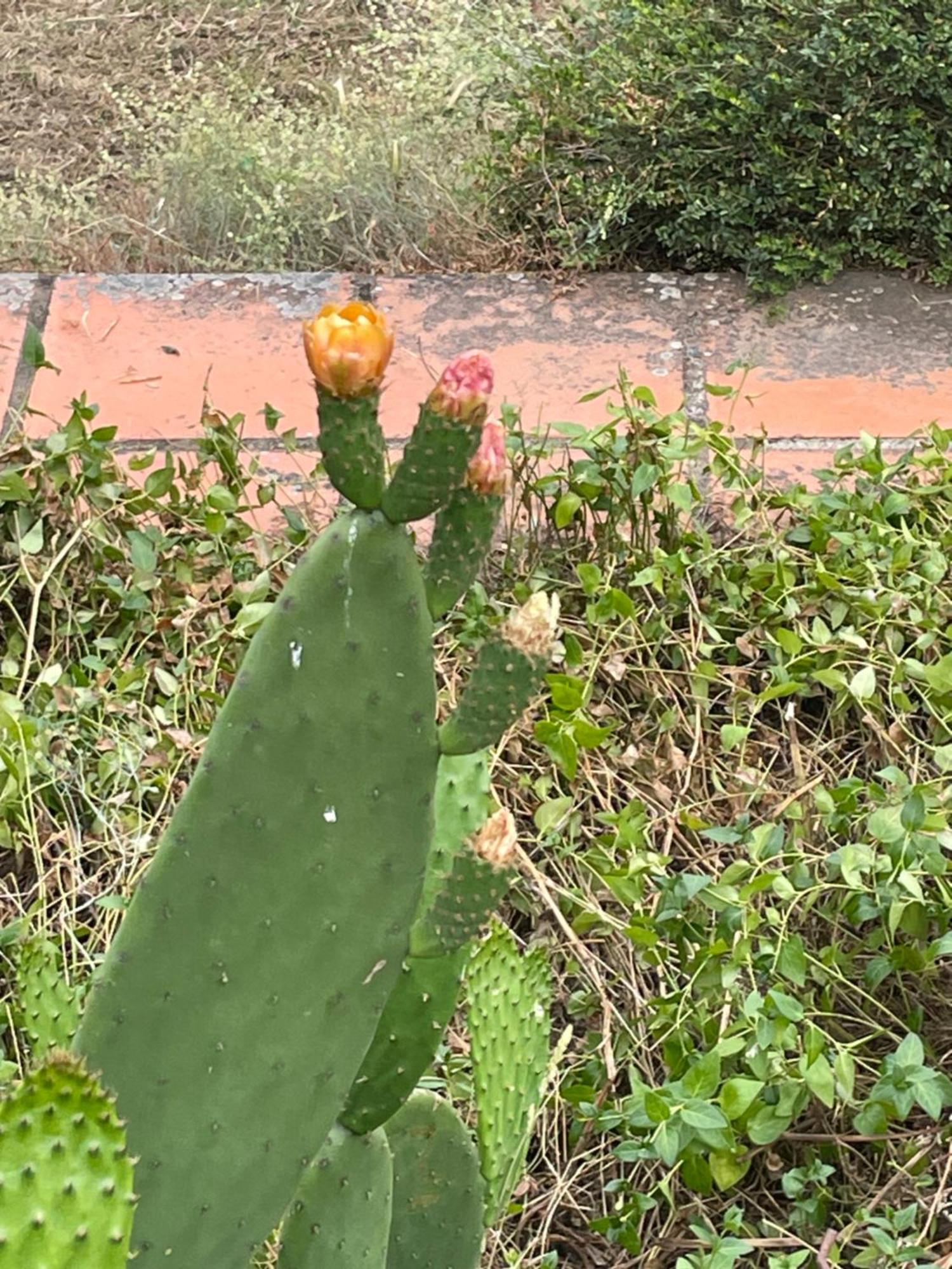 雷镇Quinta Do Eco公寓 外观 照片