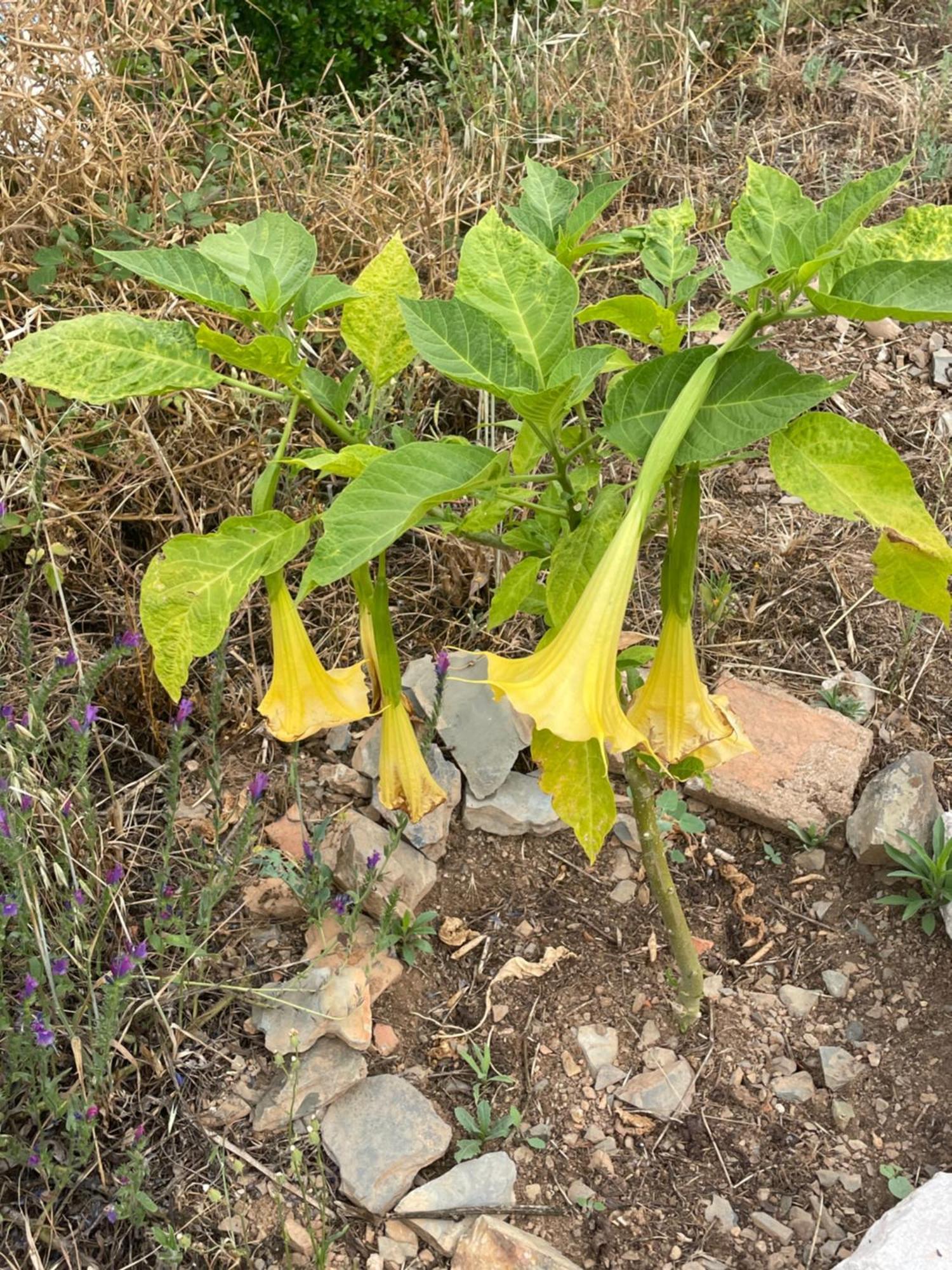 雷镇Quinta Do Eco公寓 外观 照片